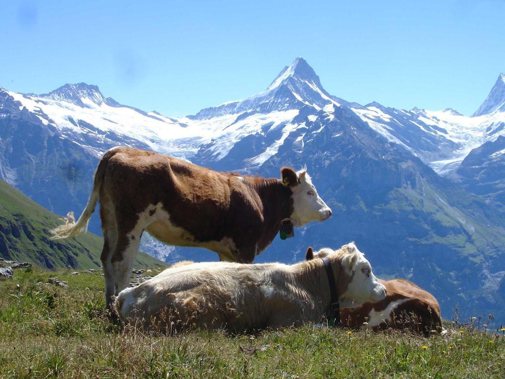 Beim See Grindelwald Eksteriør bilde