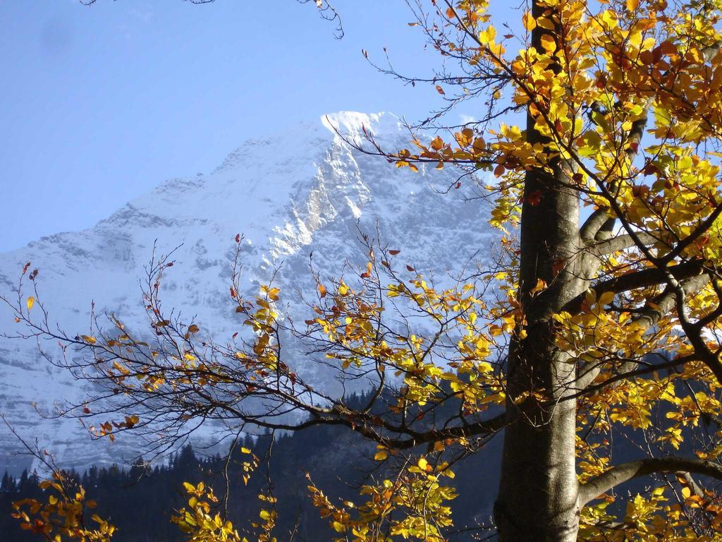 Beim See Grindelwald Eksteriør bilde